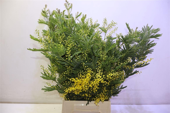 <h4>Acacia Baileya Bl Per Bos</h4>