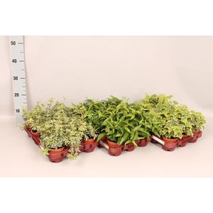 Hedera helix Divers Groenbladig