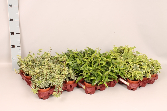 <h4>Hedera helix Divers Groenbladig</h4>