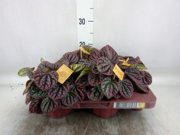 <h4>Peperomia</h4>