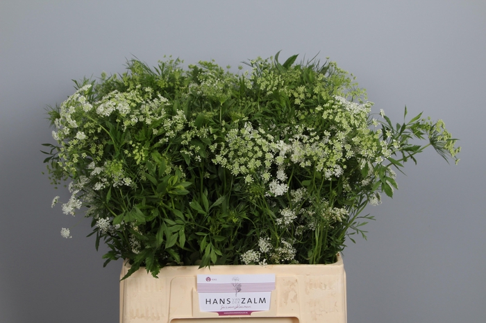 <h4>AMMI MAJUS</h4>
