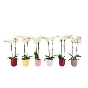 Hugo Paradise Mix Phal Wit 2T14+