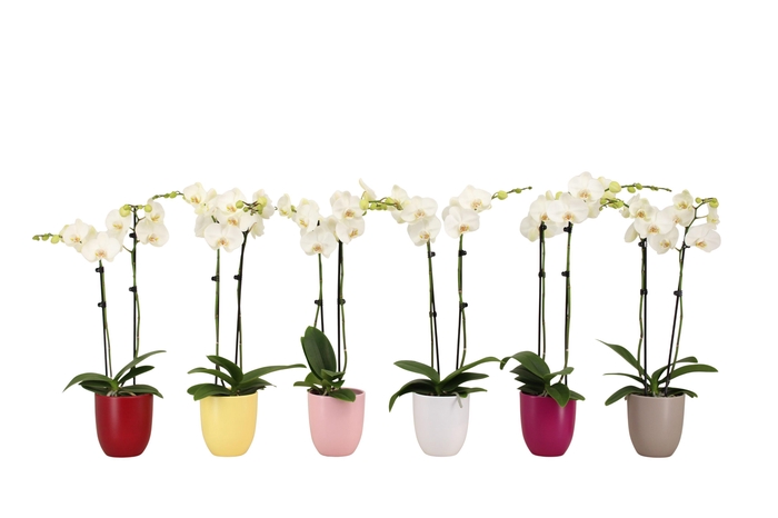 <h4>Hugo Paradise Mix Phal Wit 2T14+</h4>