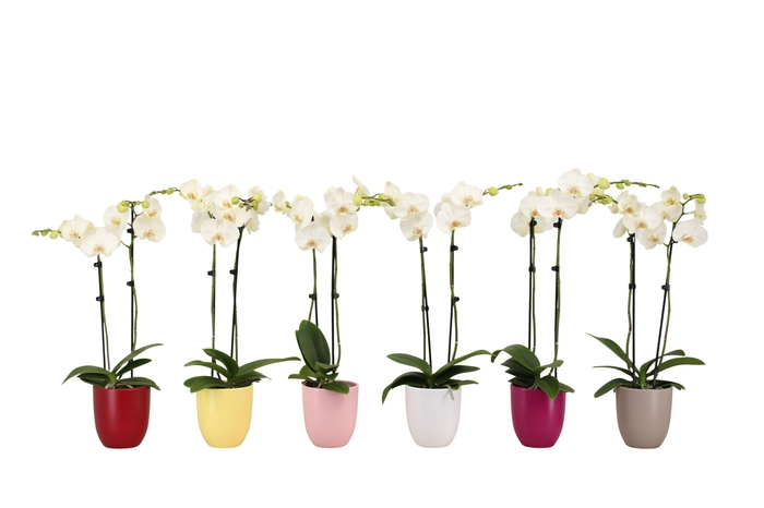 <h4>Hugo Paradise Mix Phal Wit 2T14+</h4>