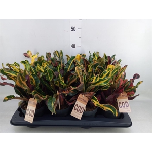 Codiaeum var. GR 'Mammi'