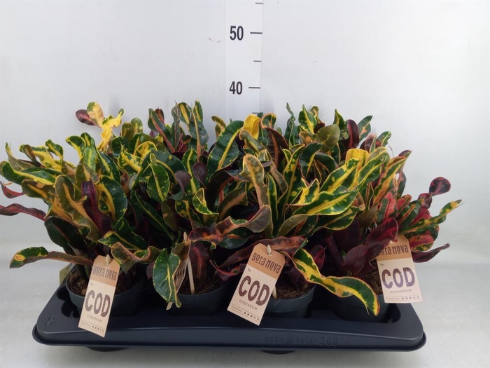 <h4>Codiaeum var. GR 'Mammi'</h4>