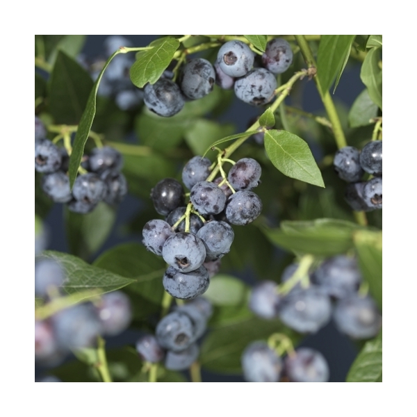 Vaccinium corymbosum 'Brigitta Blue' +light label