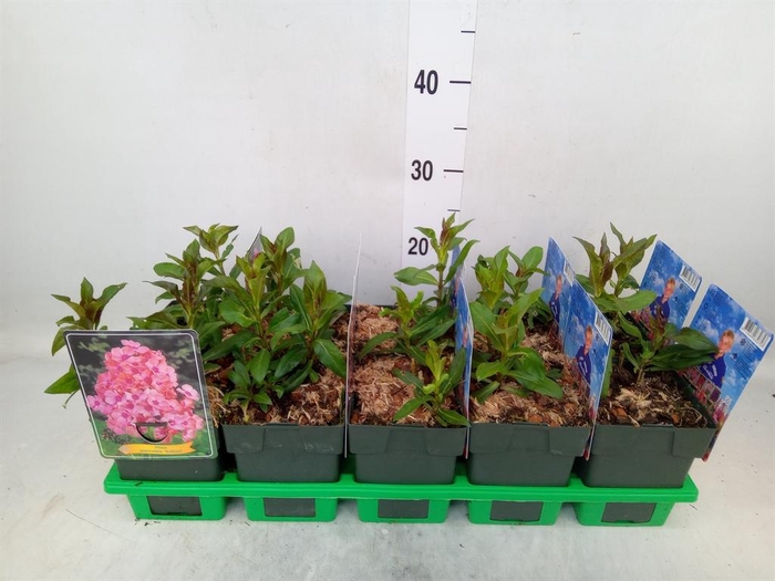 <h4>Phlox panic.</h4>