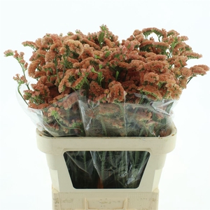 Limonium St Orange Birds X50