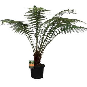 Dicksonia Antarctica (Tasmaanse Boomvaren)