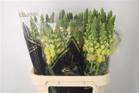 <h4>Antirrhinum Nl. Yellow Legend</h4>