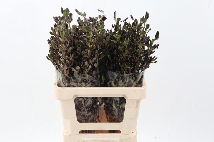 <h4>Coprosma Brown</h4>