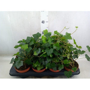 Hedera hibernica