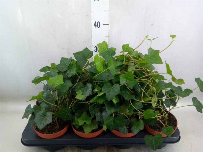 <h4>Hedera hibernica</h4>