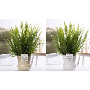 Nephrolepis Green Lady in P&PURE Plant Vase Maxima ass.2