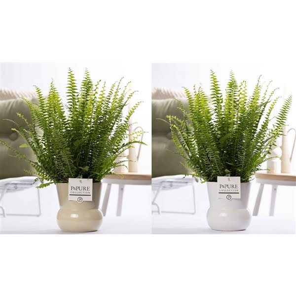 <h4>Nephrolepis Green Lady in P&PURE Plant Vase Maxima ass.2</h4>