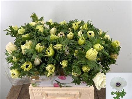 <h4>Anem Co Mar White</h4>