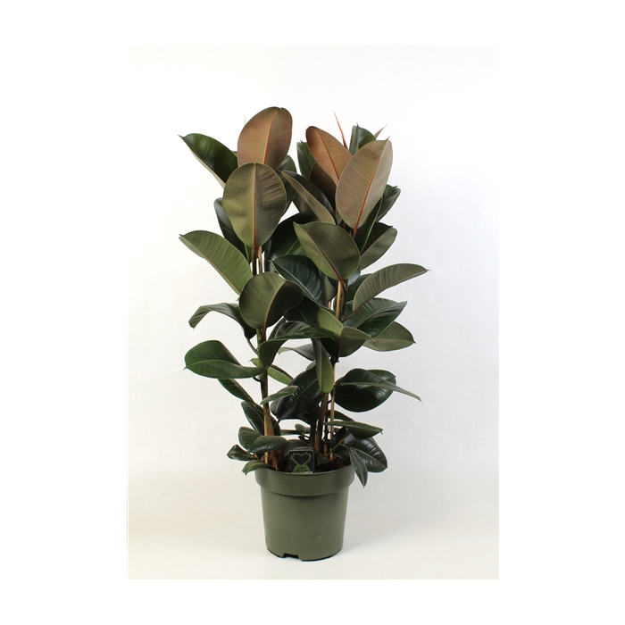 <h4>Ficus elastica Robusta toef 3 stekken pp</h4>