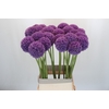 Allium Giganteum