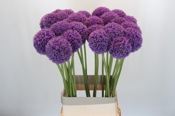 <h4>Allium Giganteum</h4>