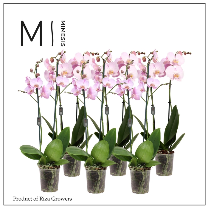 <h4>Phalaenopsis Light Pink 2 spike - 12cm | Mimesis</h4>