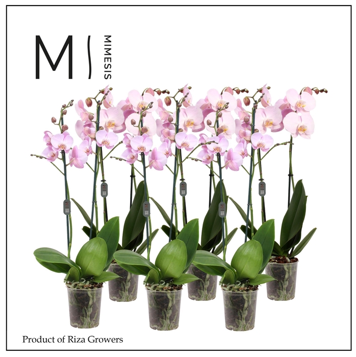 <h4>Phalaenopsis Light Pink 2 spike – 12cm | Mimesis</h4>