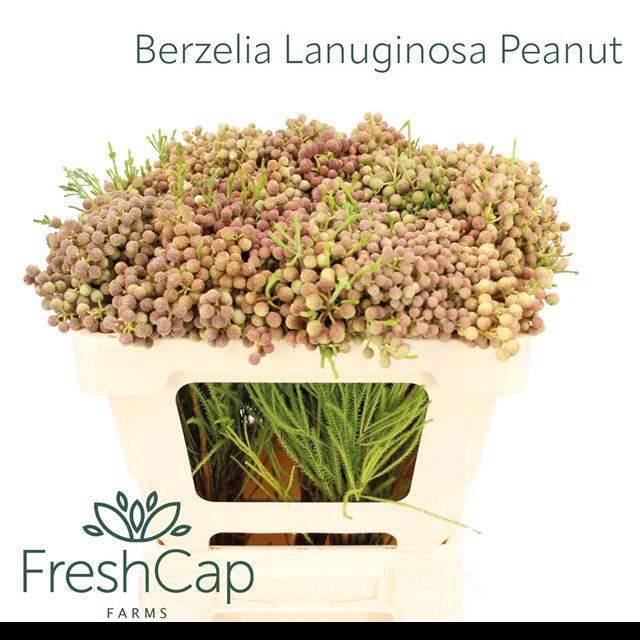 <h4>BERZ LANUGINOSA</h4>