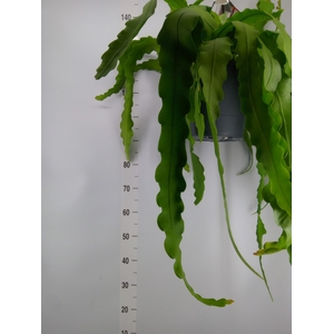 Epiphyllum   ...