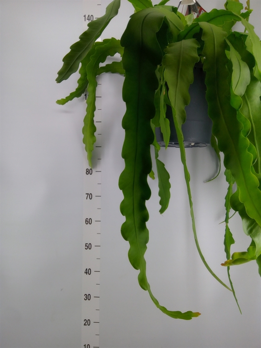 <h4>Epiphyllum   ...</h4>