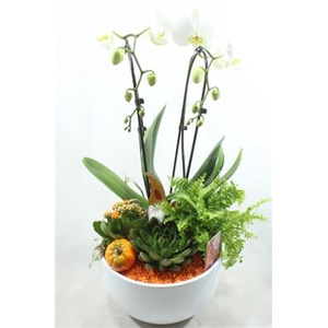 1020 HERFST-ORANJE-CASCADE