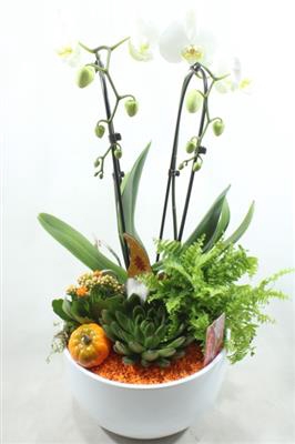 <h4>1020 HERFST-ORANJE-CASCADE</h4>