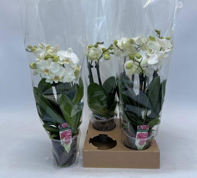 <h4>PHAL OV WIT</h4>