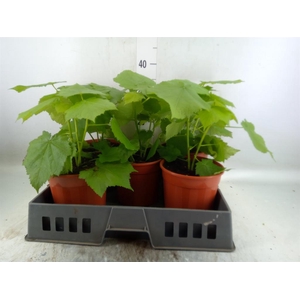 Sparrmannia africana