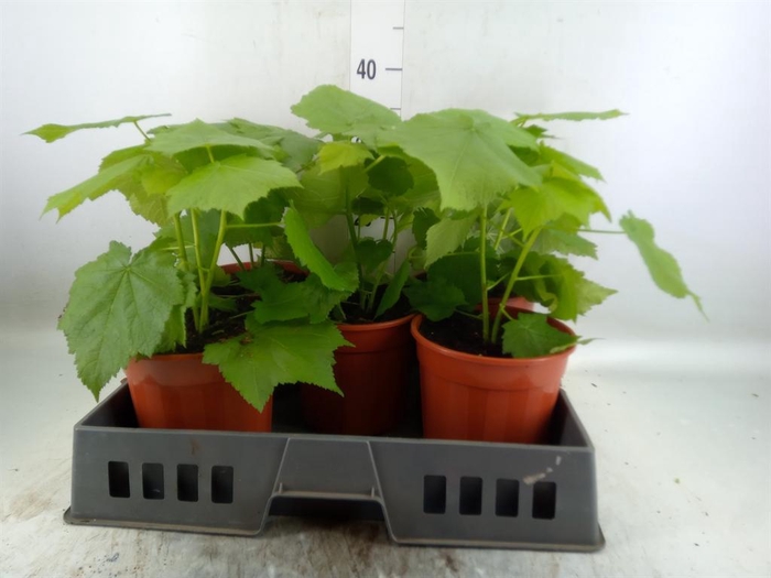 <h4>Sparrmannia africana</h4>