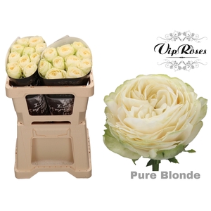 R GR PURE BLONDE