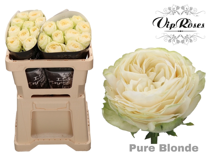 R GR PURE BLONDE