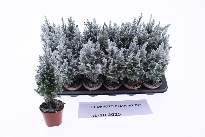 <h4>CHAM L ELLWOODII</h4>