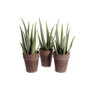 Aloe vera 17 cm in bruine vaaspot met rand