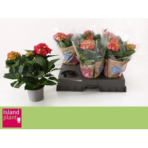 HYDR M DUTCH L SELMA