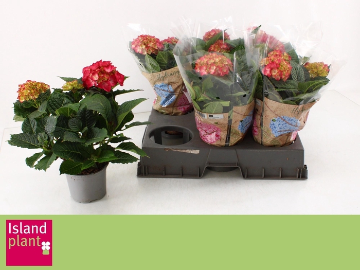 <h4>HYDR M DUTCH L SELMA</h4>