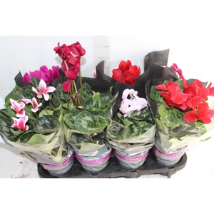 CYCLAMEN P14