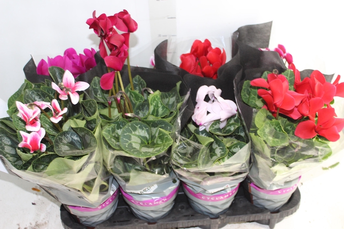 <h4>CYCLAMEN P14</h4>