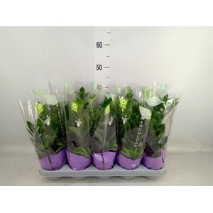 Zamioculcas zamiifolia