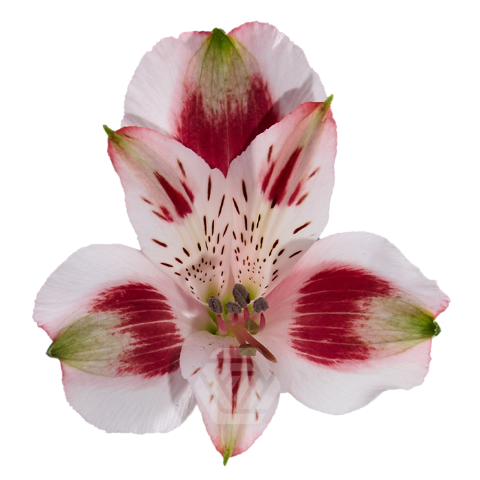 <h4>ALSTR PIERROT Tessa</h4>