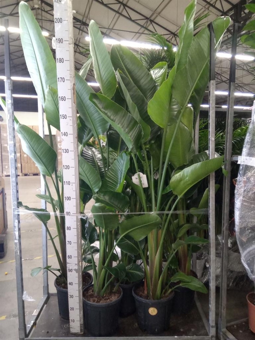 <h4>Strelitzia nicolai</h4>