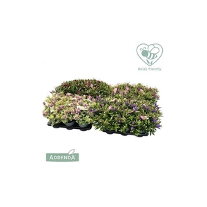 Hebe P15 Mix-laag (groen en bont) Addenda®