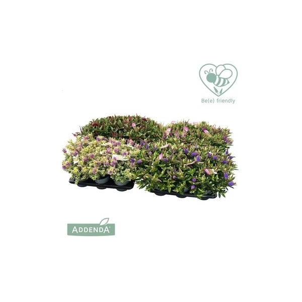 <h4>Hebe P15 Mix-laag (groen en bont) Addenda®</h4>