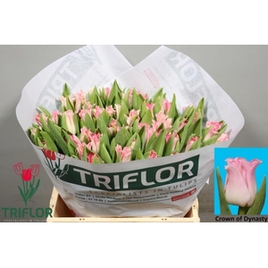 TU CO CROWN  DYNASTY