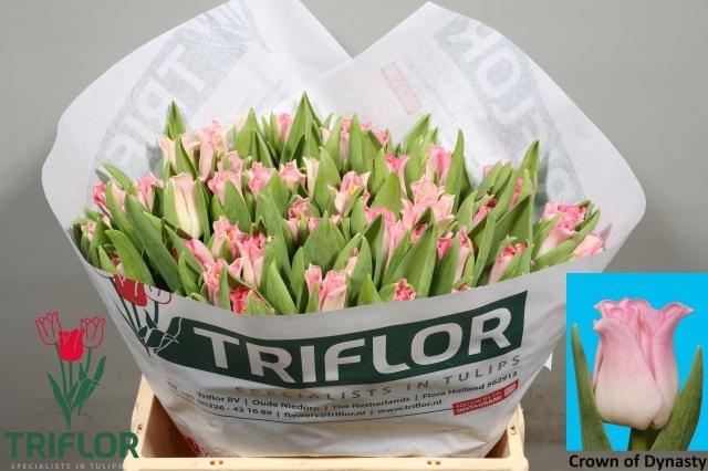 <h4>TU CO CROWN  DYNASTY</h4>