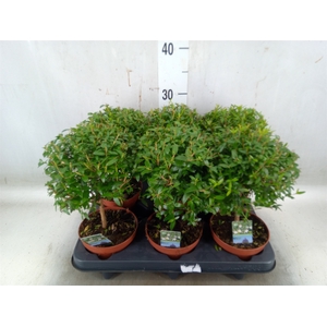 Myrtus communis